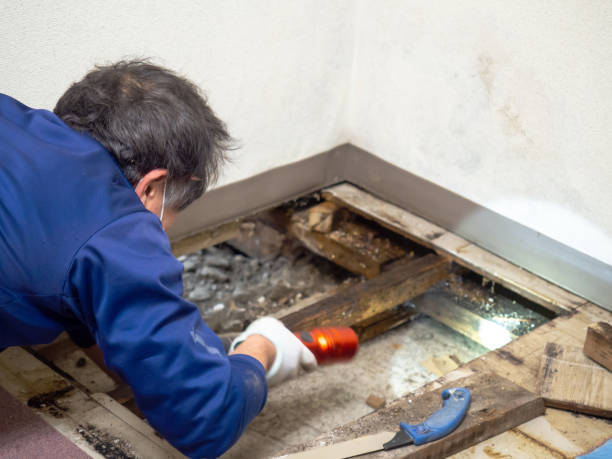 Elkton, MD Mold Remediation Company